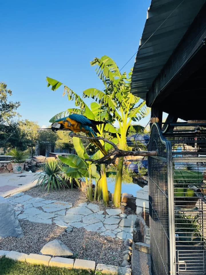 Tropical grounds & aviary