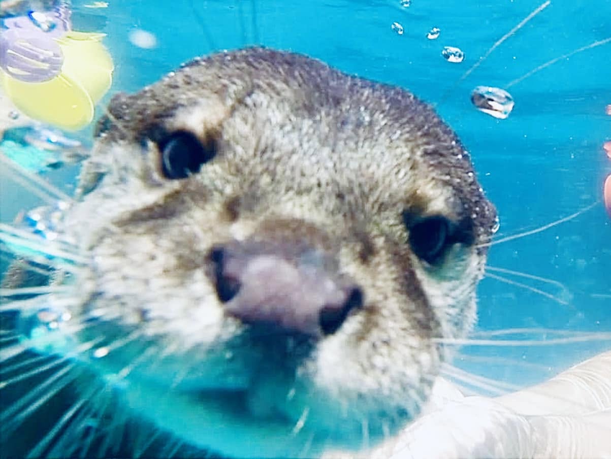 Chapo, an Asian small-clawed otter, swimming underwater