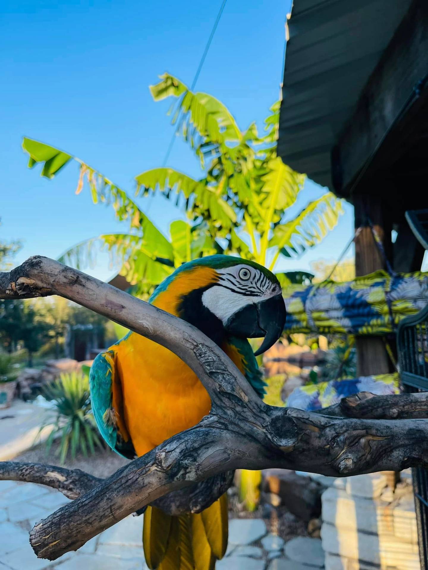 Blue-and-gold macaw