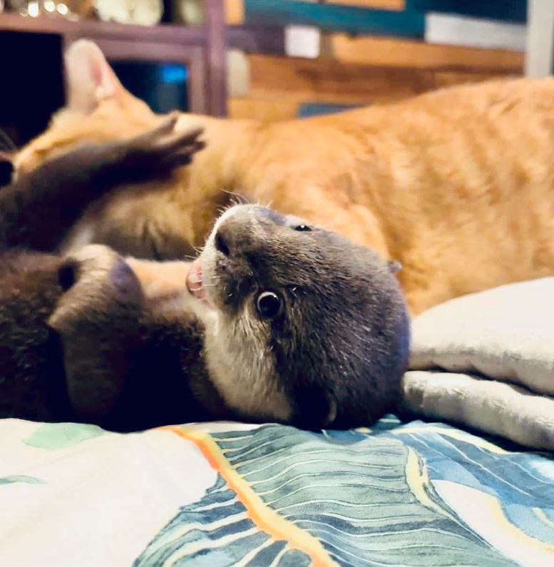 Chapo the otter beside a ranch cat