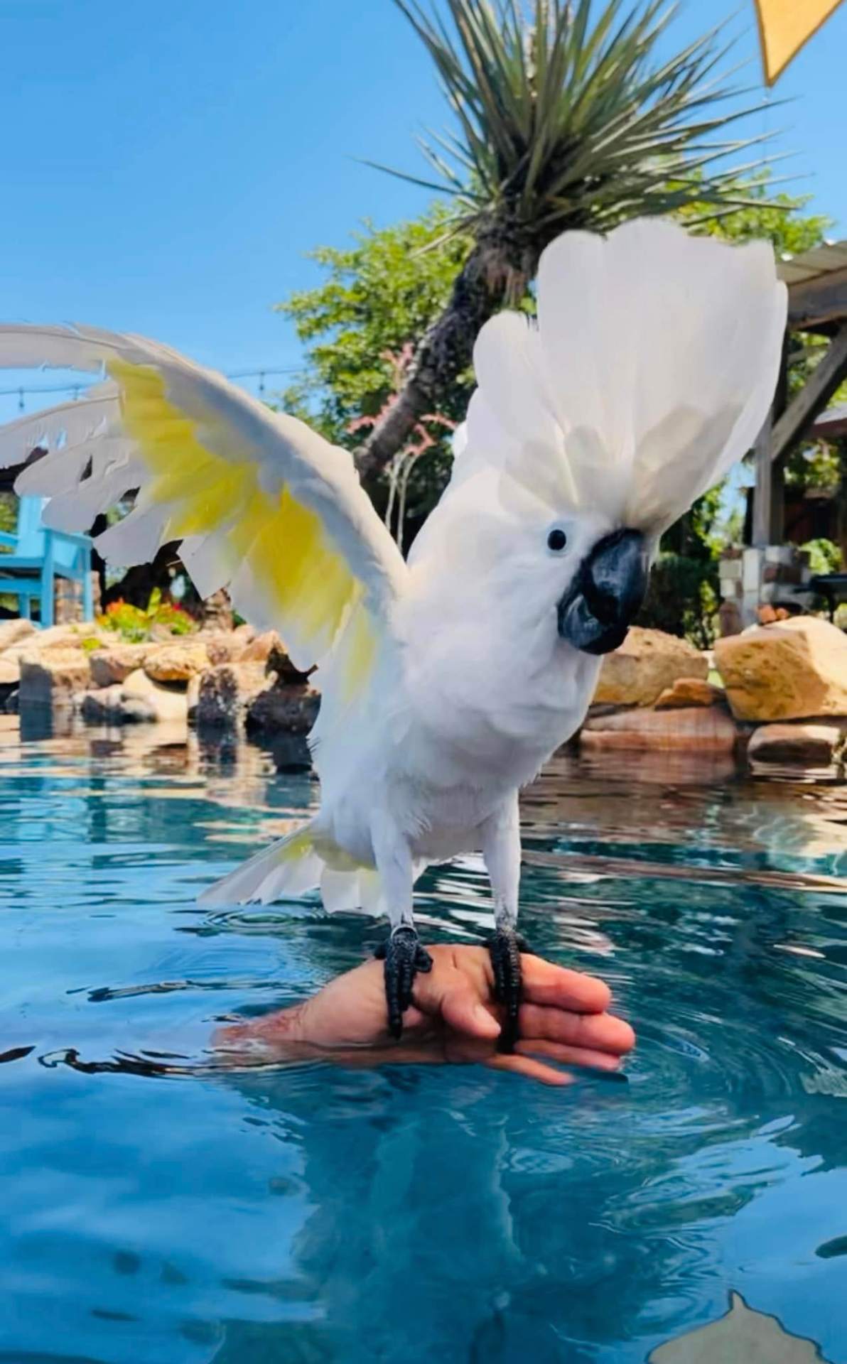 The resident cockatoo